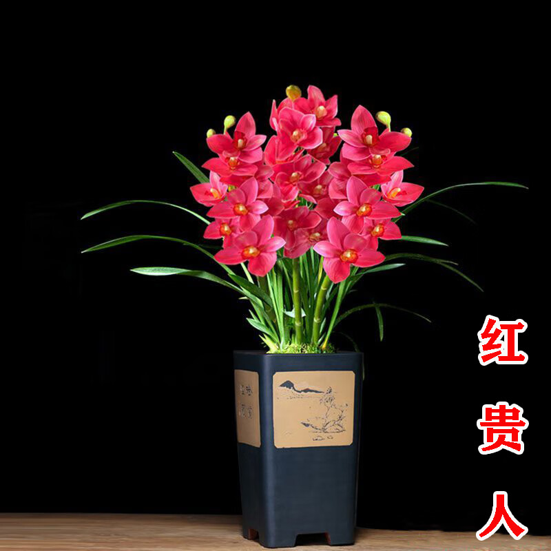 [红贵人墨兰花苗]当年开花浓香兰花苗蝴蝶兰满屋飘香室内净化空气 红