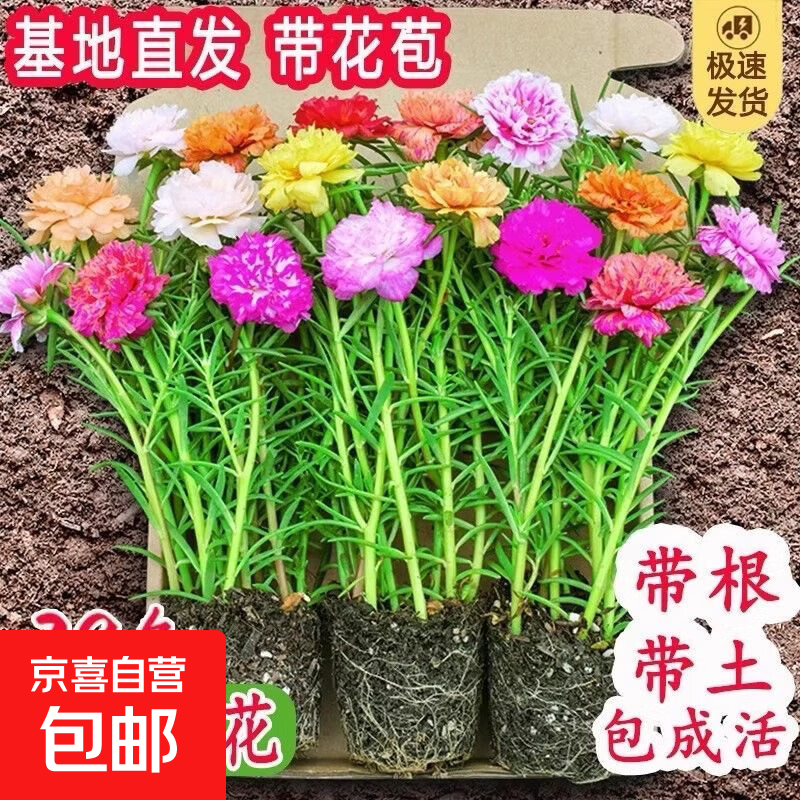 重瓣混色太阳花苗带根盆栽苗四季开花阳台大花植物带花苞室内庭院 爆盆推荐：20-24颗重瓣【10-20色】