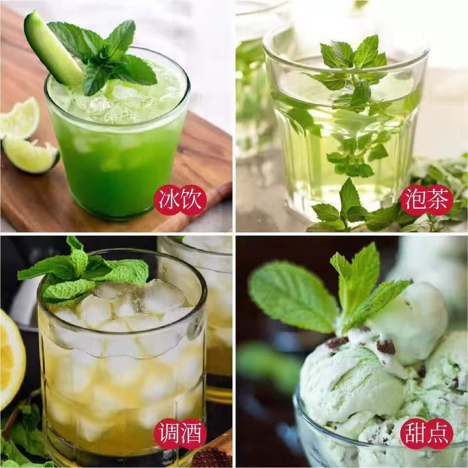 新鲜可食用薄荷盆栽泡茶四季常青好养易活薄荷叶苗阳台驱蚊绿植物 发2盆薄荷＋2个加仑盆 精选食用薄荷苗整体10-15高哦