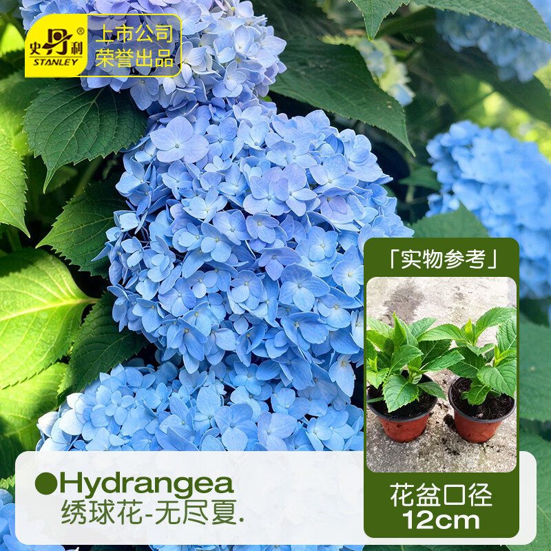 史丹利绣球花盆栽无尽夏大苗蓝色高端老桩大号四季开花重瓣 无尽夏12cm盆 对版发货