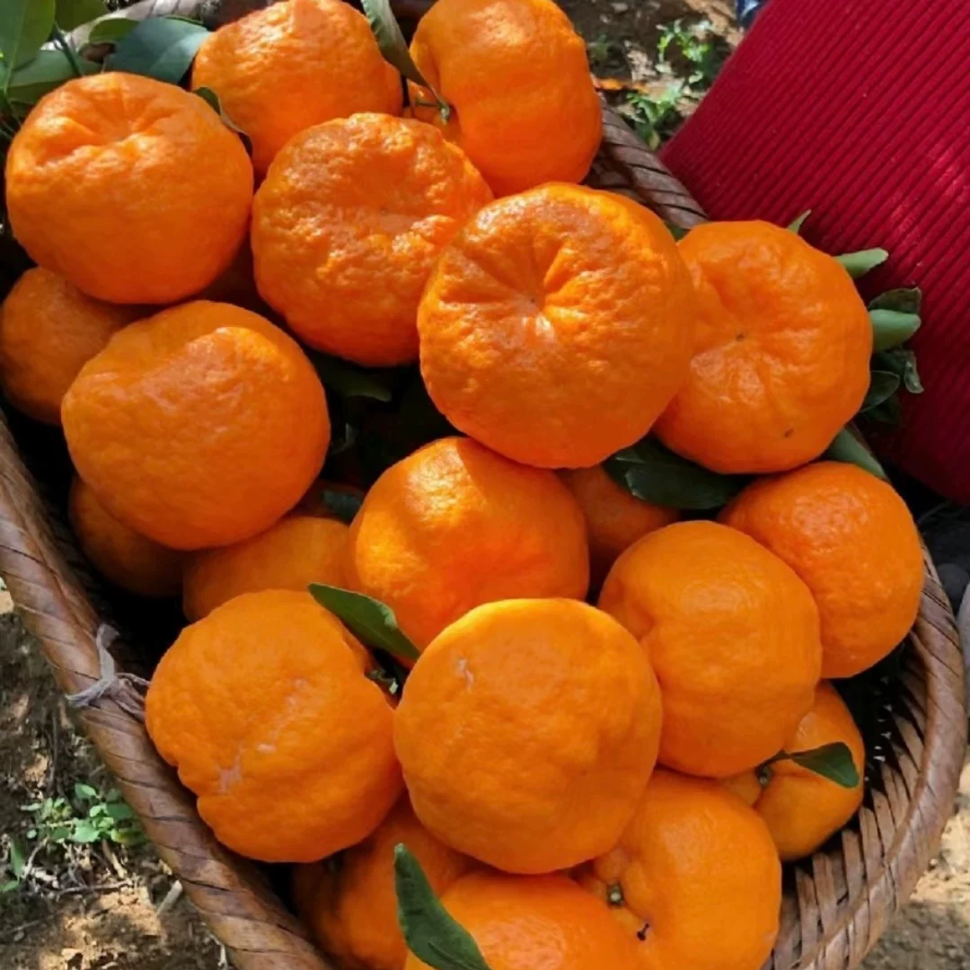 uncle lemon四川芦柑椪柑橘子新鲜柑橘老树品种带籽应当季孕妇水果新鲜现摘 中果(60-65g) 5斤