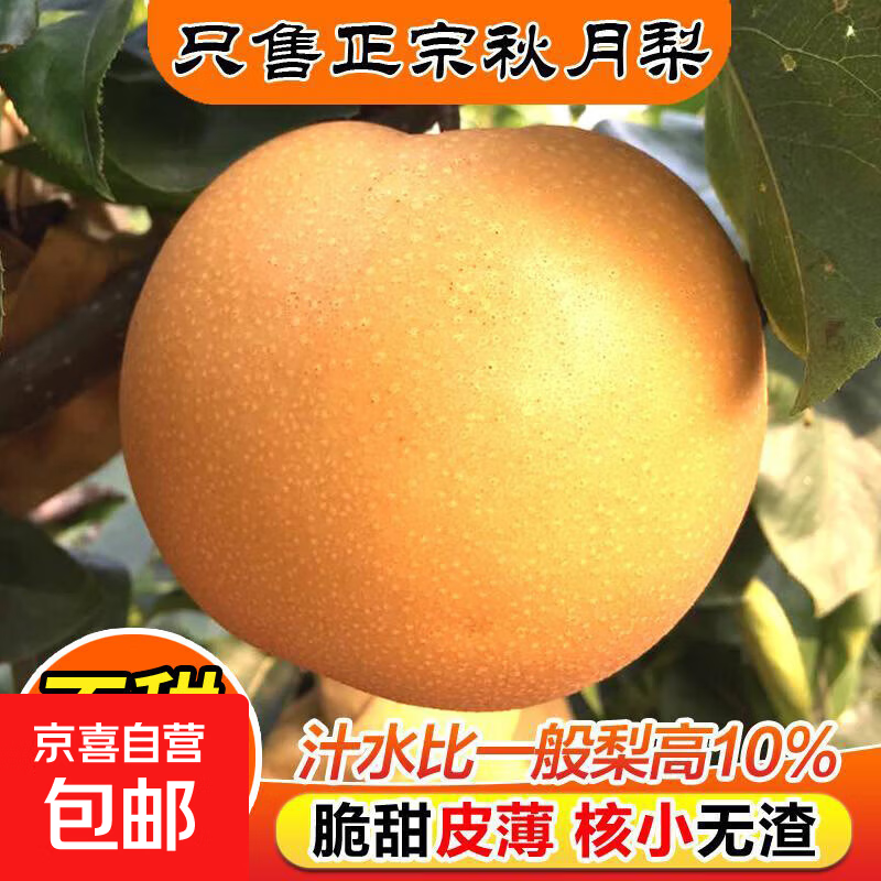 山东正宗秋月梨冰糖无渣新鲜水果甜梨访山客 净重4.5斤+ 7-9个单果250g+