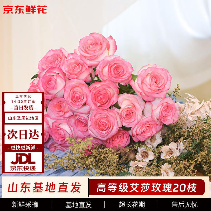 京东鲜花 玫瑰花【艾莎】20枝无土栽培枝长50-55cm礼品花山东基地源头直发