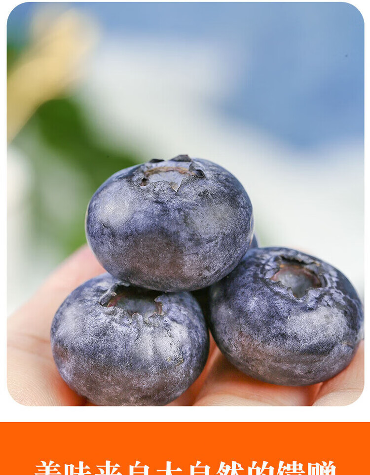 接运猫云南高山花香蓝莓应当季新鲜水果特大果礼盒整箱 2盒 花香蓝莓18mm+(单盒115g)