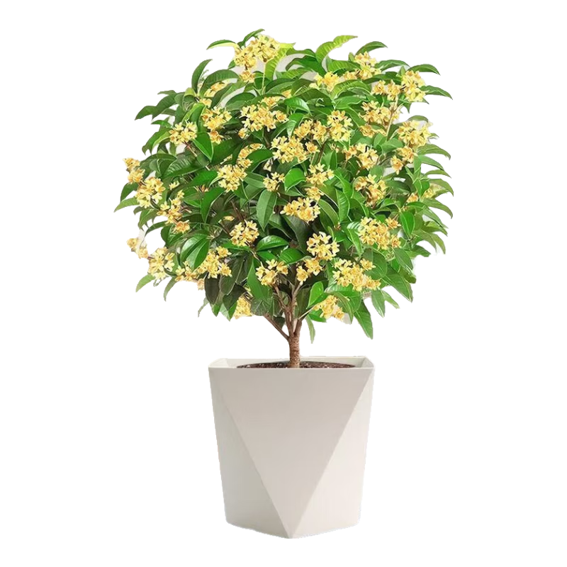 ���������������ļ��𻨻�ֲ���𵤹�ͥԺ����Ũ������ֲ���� �ļ��𻨸�20-30cm�����ҡ�ԭ���򷢻���