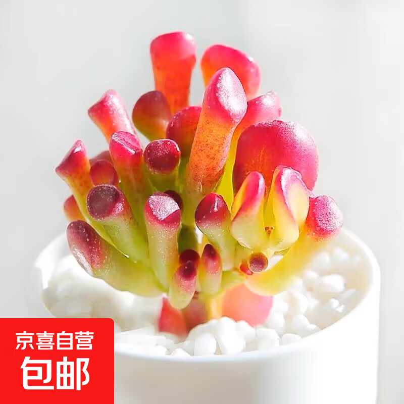 新手多肉植物小盆栽阳台套装组合网红套餐绿植花卉植物好养 黄色吸财树3-5CM加肥料 不含盆