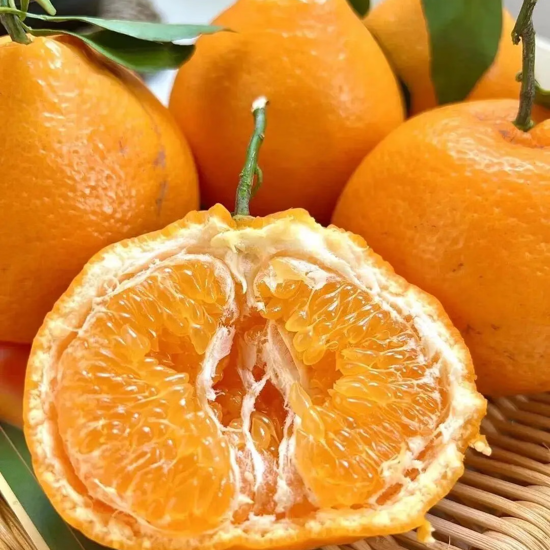 �Ĵ������ҰҸ� ʱ��������ժ ����֭ �������ڳ������ ����5�� 65mm-75mm 8.9Ԫ