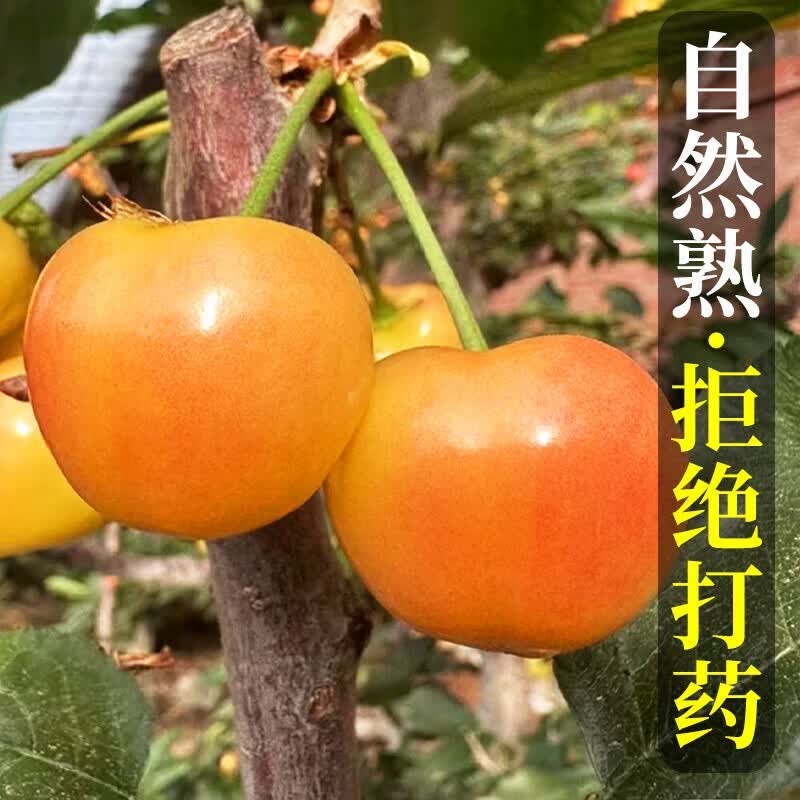 橙市码头美国进口雷尼尔黄金樱桃车厘子【空运次日达】高端水果送礼品物盒 2J超大果【精美礼盒】 2斤(净重)