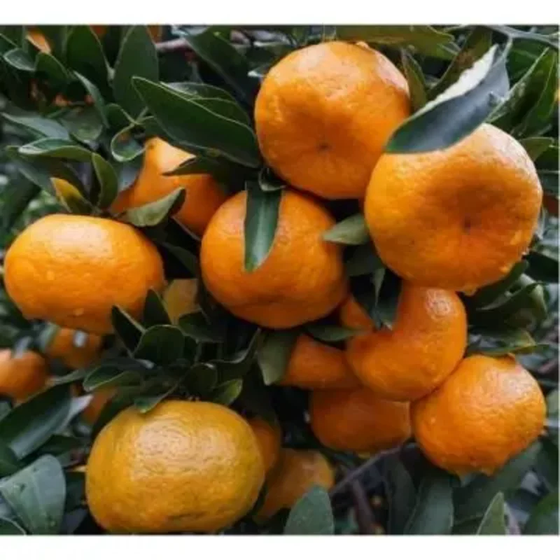 uncle lemon四川芦柑椪柑橘子新鲜柑橘老树品种带籽应当季孕妇水果新鲜现摘 中果(60-65g) 5斤