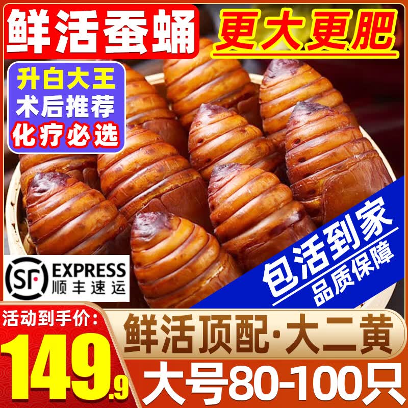 辽梦【销量20万+只】蚕蛹鲜活发货东北特产 新鲜茧蛹特级大黄蚕蛹蝉蛹 大号二黄丨净重1000g（80-100）只