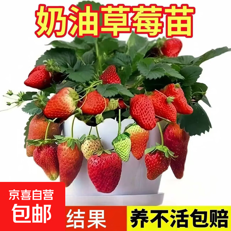四季奶油草莓苗盆栽苗南方北方阳台盆栽地载大苗当年结果 精选苗【原盆原土3盆】 甜甜的【四季奶油草莓】