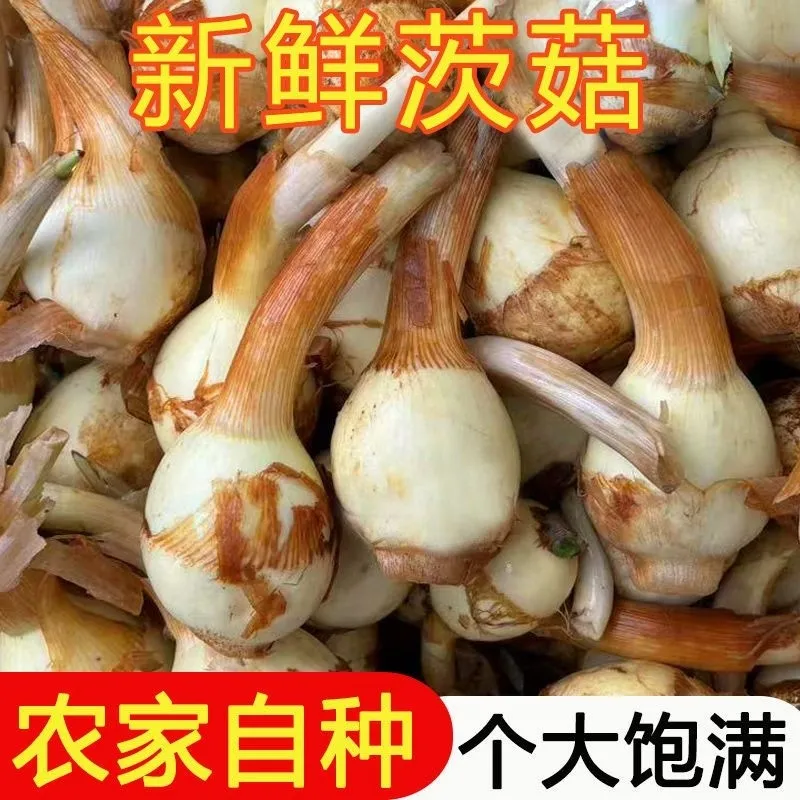 湖北特产慈姑新鲜现挖农家自种白茨菰马蹄大茨菇燕尾草芽菇 5斤