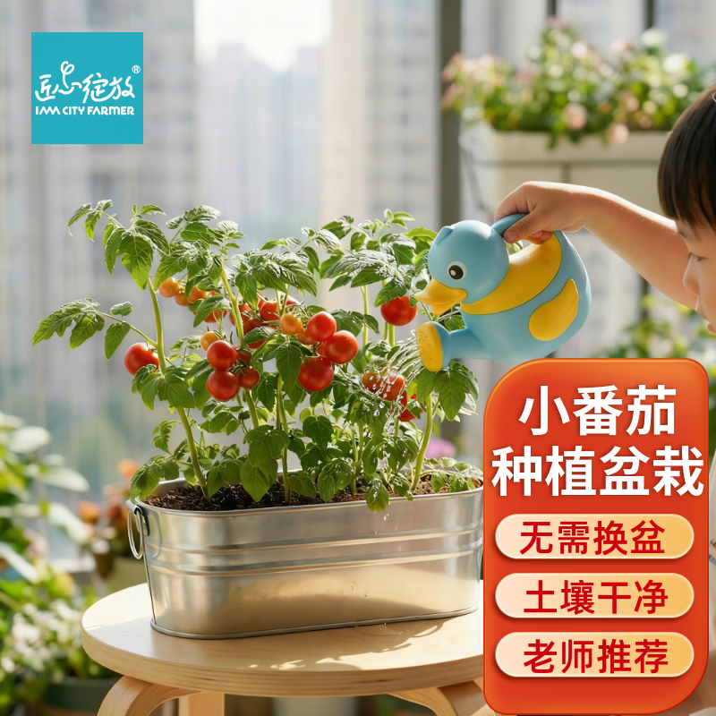 IAM City Farmer小番茄儿童种植观察盆栽套装DIY幼儿园绿植种子植物生长作业10102