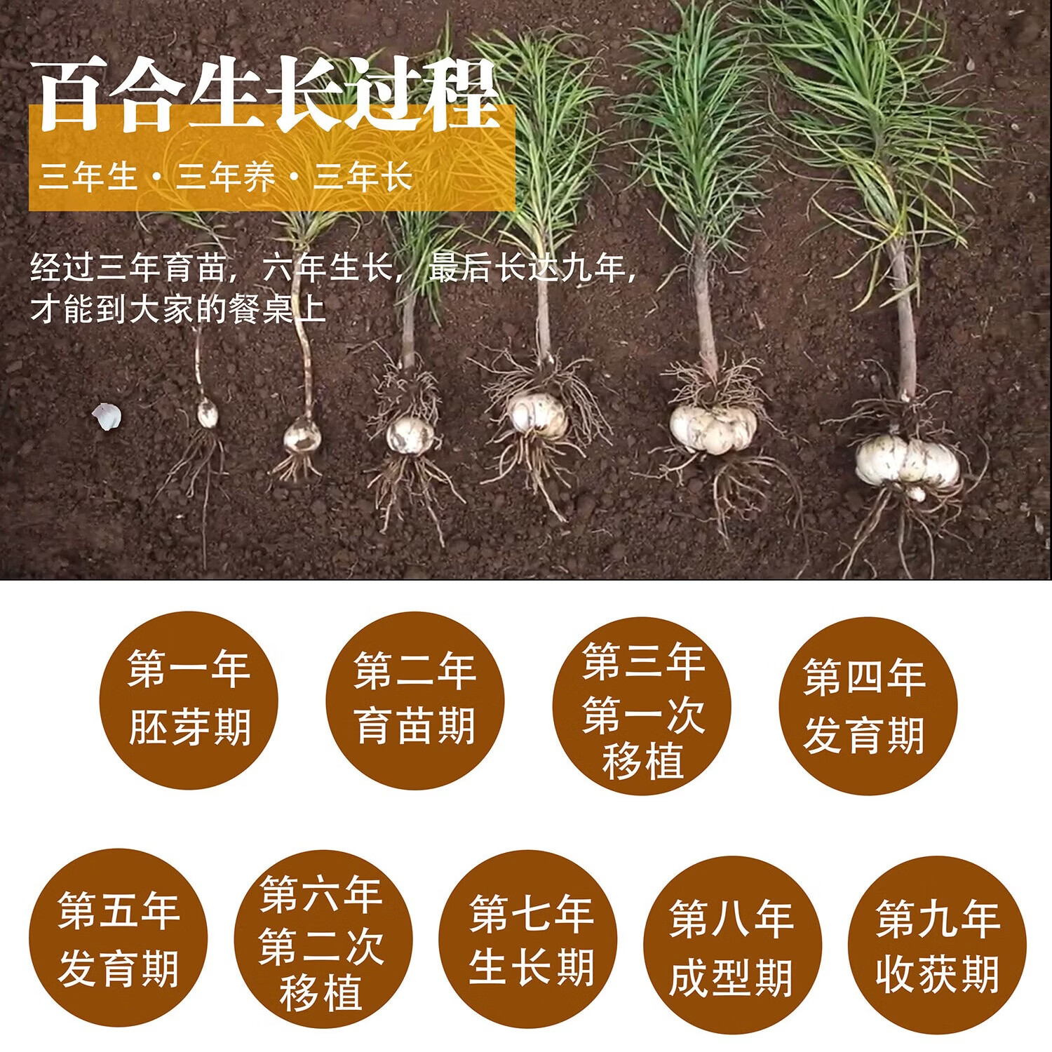 米家山兰州有机鲜百合 有机认证甜百合 产地直发九年生精品百合兰州特产 有机精品三头皇 (1斤9颗) 2斤