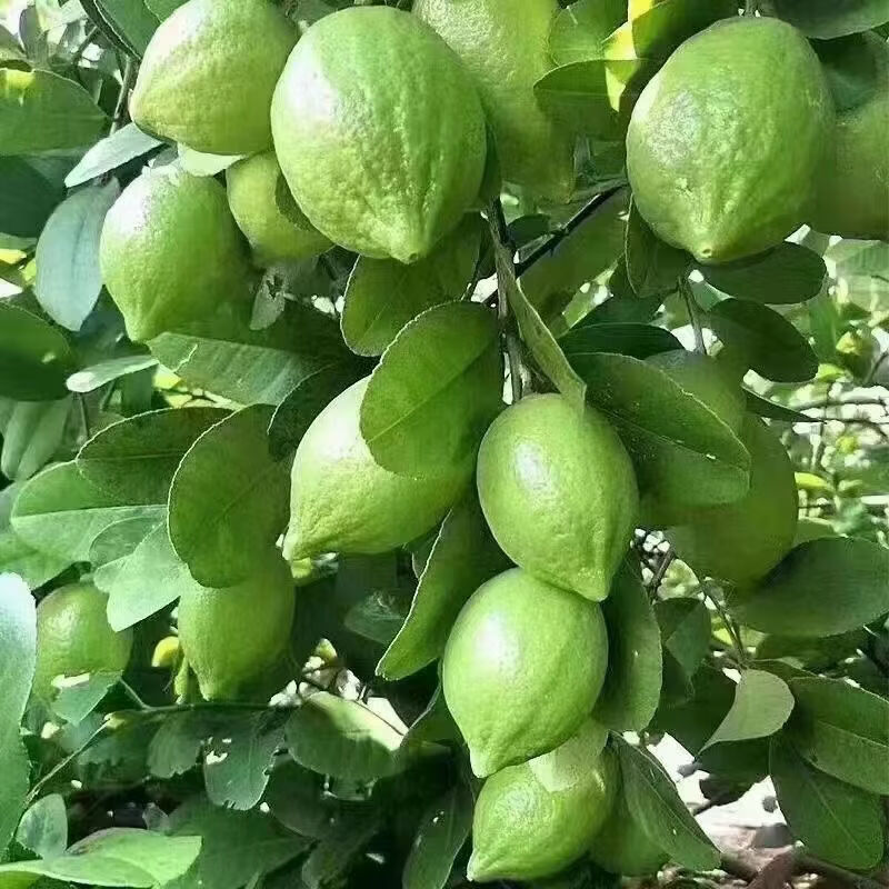 正宗广东香水柠檬应季新鲜水果无籽多汁奶茶店必备一级现摘青柠檬 5斤(15-26个一级果)
