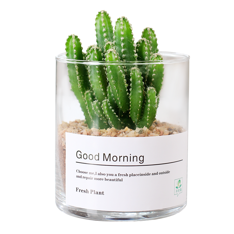 京东百亿补贴:开时果 多肉植物仙人球 万重山 黄金沙营养土8.9元包邮