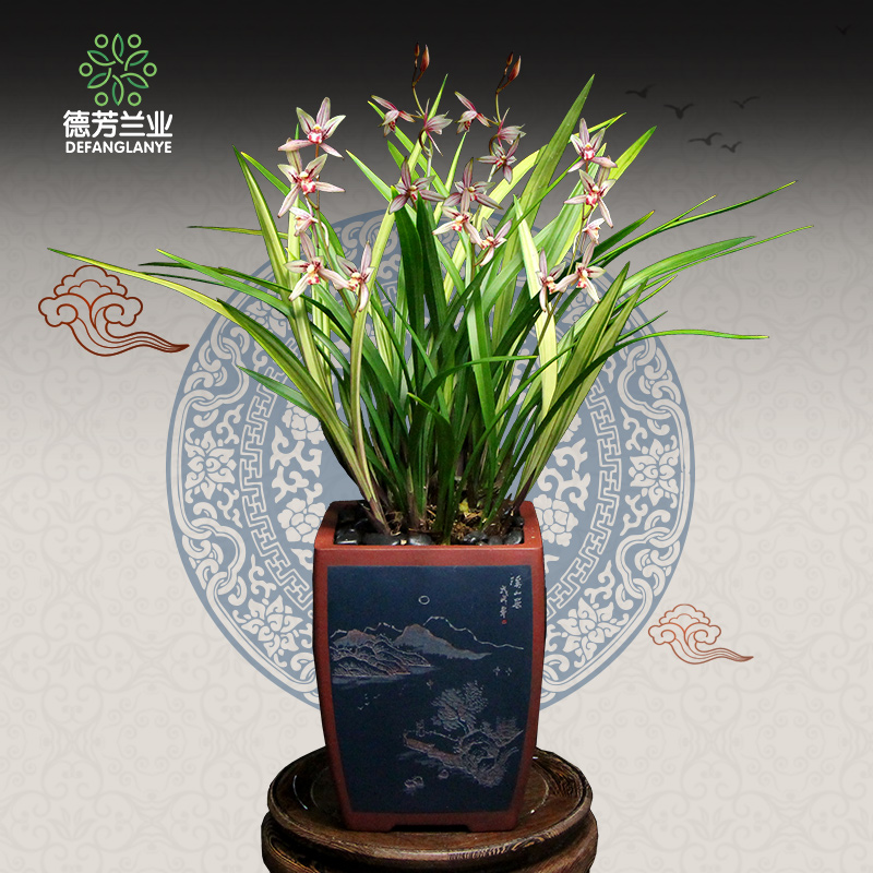 徳芳兰业(defanglanye)兰花苗四季建兰红花绿鸟嘴室内阳台桌面花卉