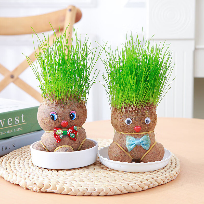 九月生长草娃娃2个植物盆栽水培小草人种植草头娃娃创意桌面绿植头长草