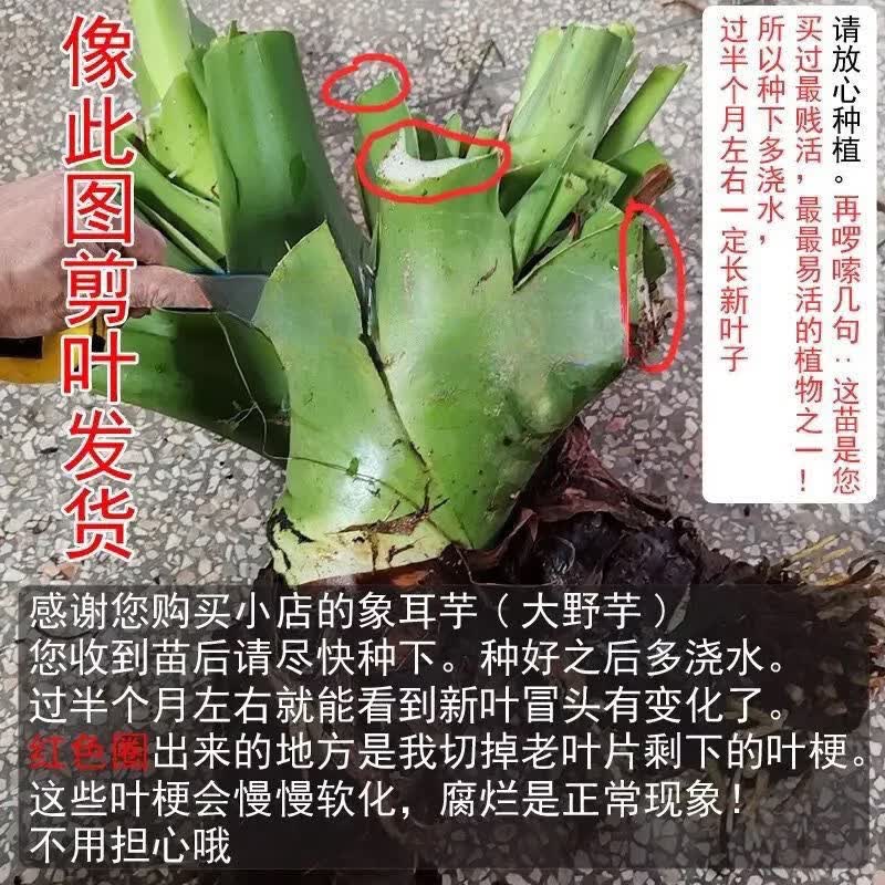 优选盆栽大叶野生象耳芋大叶耐寒耐热盆栽植物 大叶象耳芋1棵   修剪保湿发货 直径8-10cm