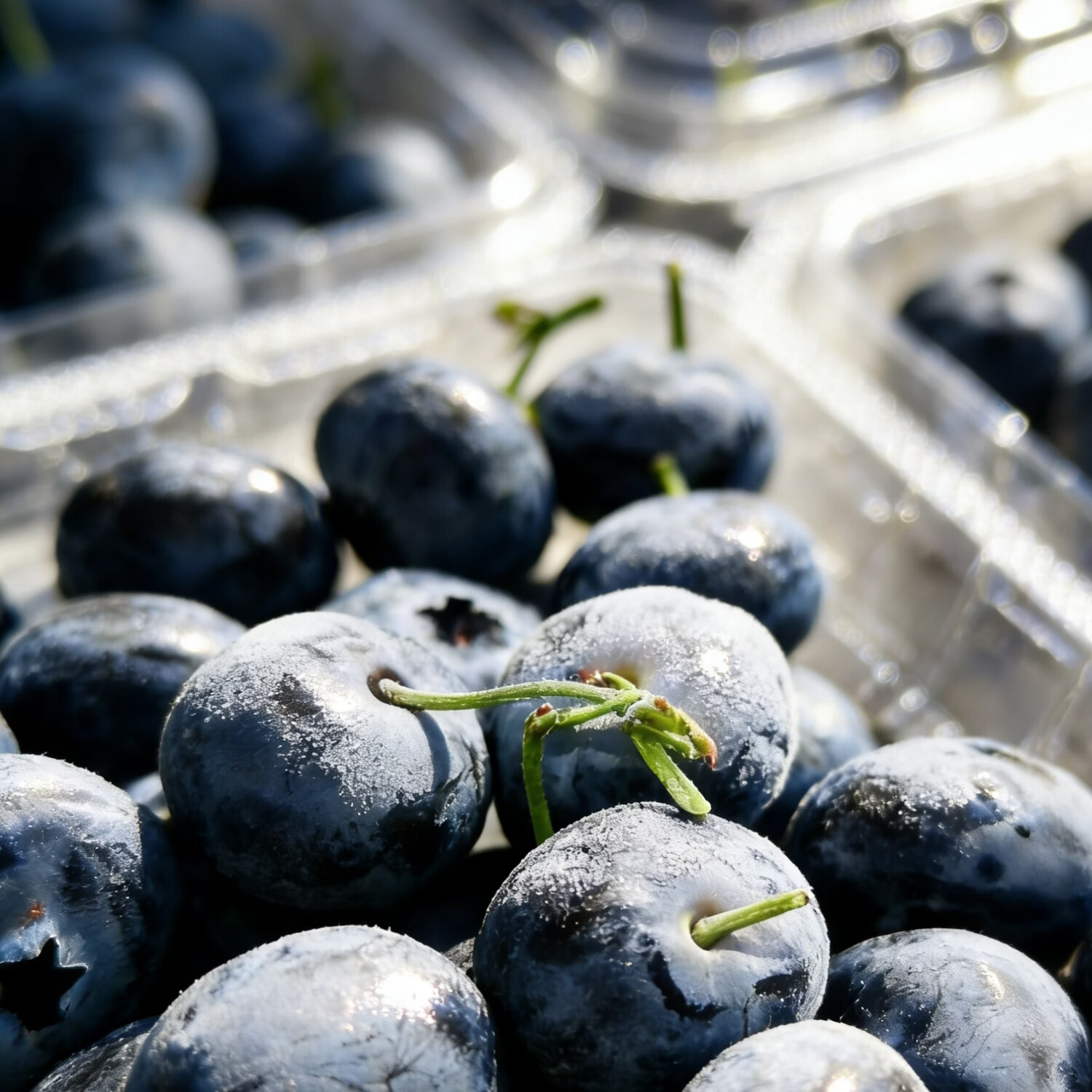 Misty雾蓝｜云南高山迷迭蓝蓝莓随机包装18mm蓝莓新鲜 12盒