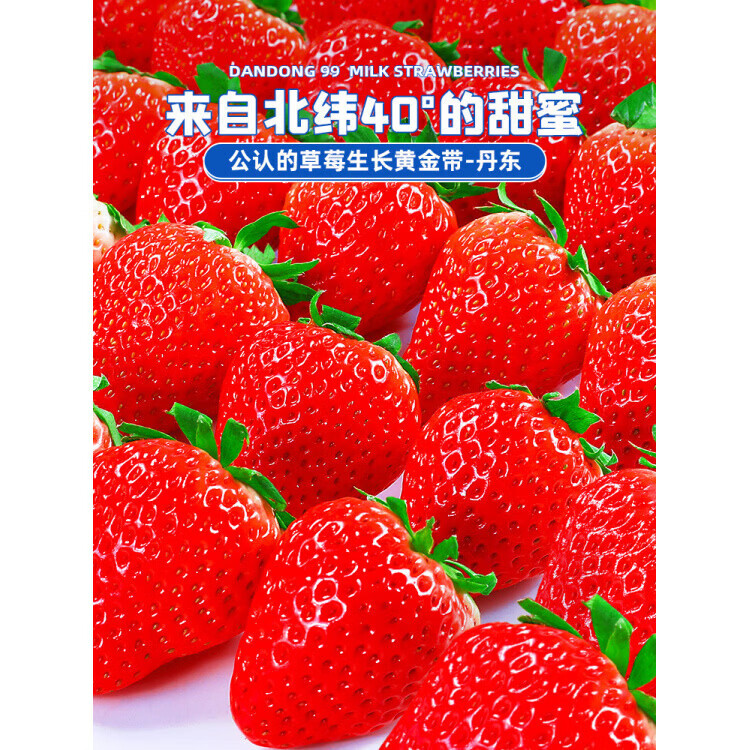 丹东99草莓新鲜水果红颜牛奶奶油九九大草莓礼盒顺丰非淡雪白草莓 1500g 中果(单果20-25g) 丹东直发高
