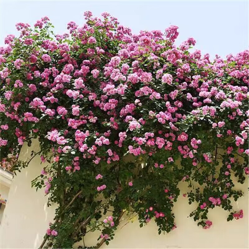 ��ɫǾޱ������ �ļ��������ٻ��� 10��Ʒ����ɫ��װ200�� 1.99Ԫ