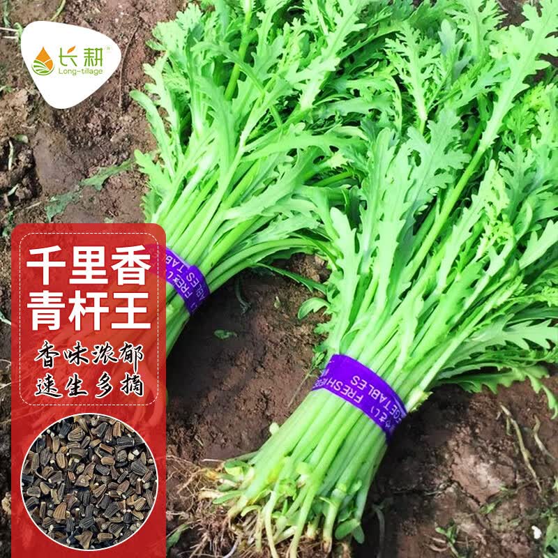 菜苗皇帝菜种籽大全秋冬季四季蔬菜种 千里香青杆王茼蒿8克 50g有机肥