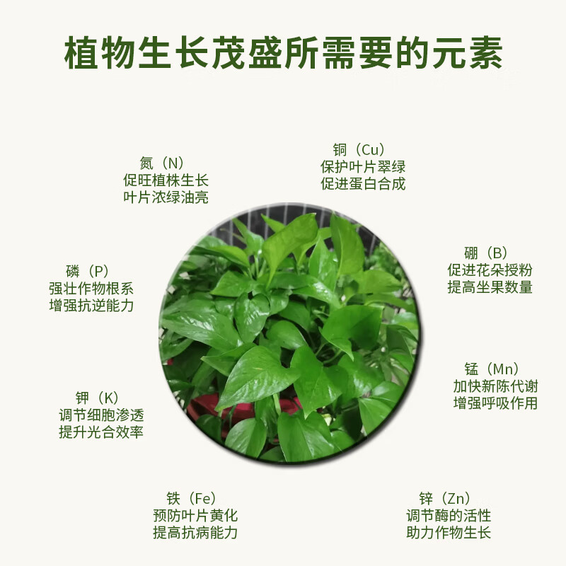 亮彩植物营养液观叶型浓缩液家用养花盆栽绿植花卉水培土培适用 观叶