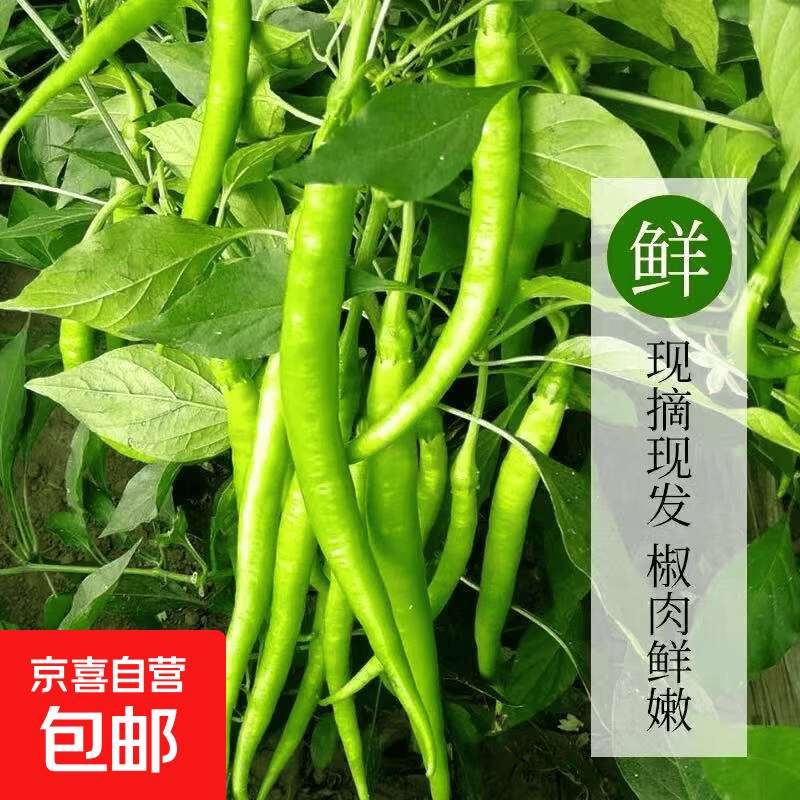新鲜薄皮微辣杭椒二薄皮线椒荆条青椒现摘现发河南辣椒 2斤（净重1.8斤）