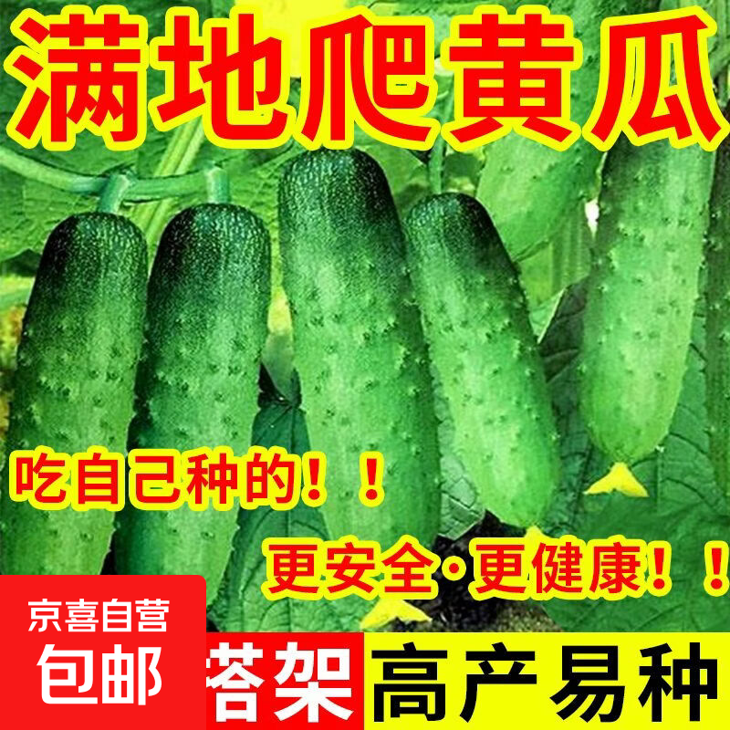 奶油黄瓜种子 满地爬黄瓜 水果黄瓜种孑阳台种植盆栽四季蔬菜种籽 水果黄瓜种子1包
