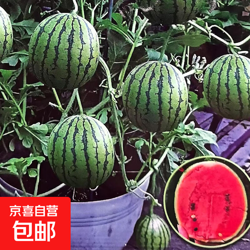 超甜麒麟蜜罐小西瓜籽无籽小西瓜四季种植阳台庭院盆栽水果籽 盆栽蜂蜜小西瓜种子3包