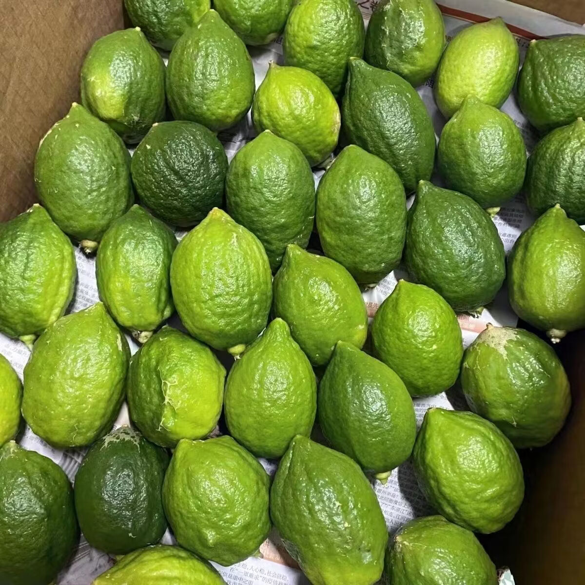正宗广东香水柠檬应季新鲜水果无籽多汁奶茶店必备一级现摘青柠檬 5斤(15-26个一级果)