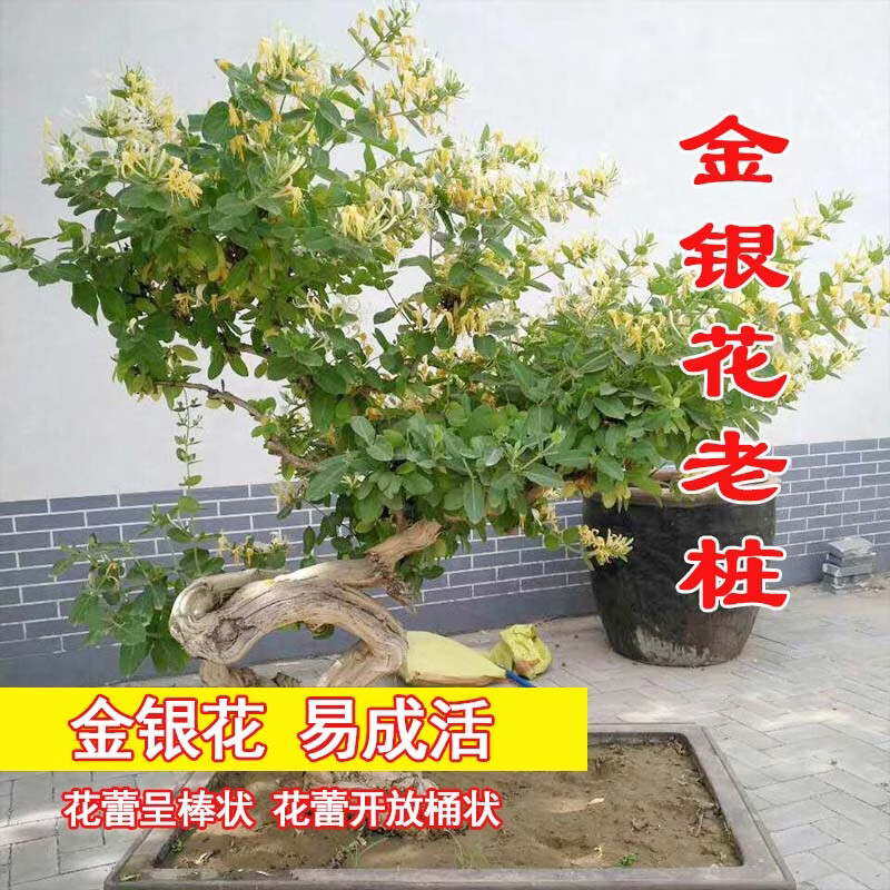 【四季开花】金银花老桩正宗名贵花可食用庭院阳台绿植四季好养 15年四季金银花1棵(粗8-10公分)