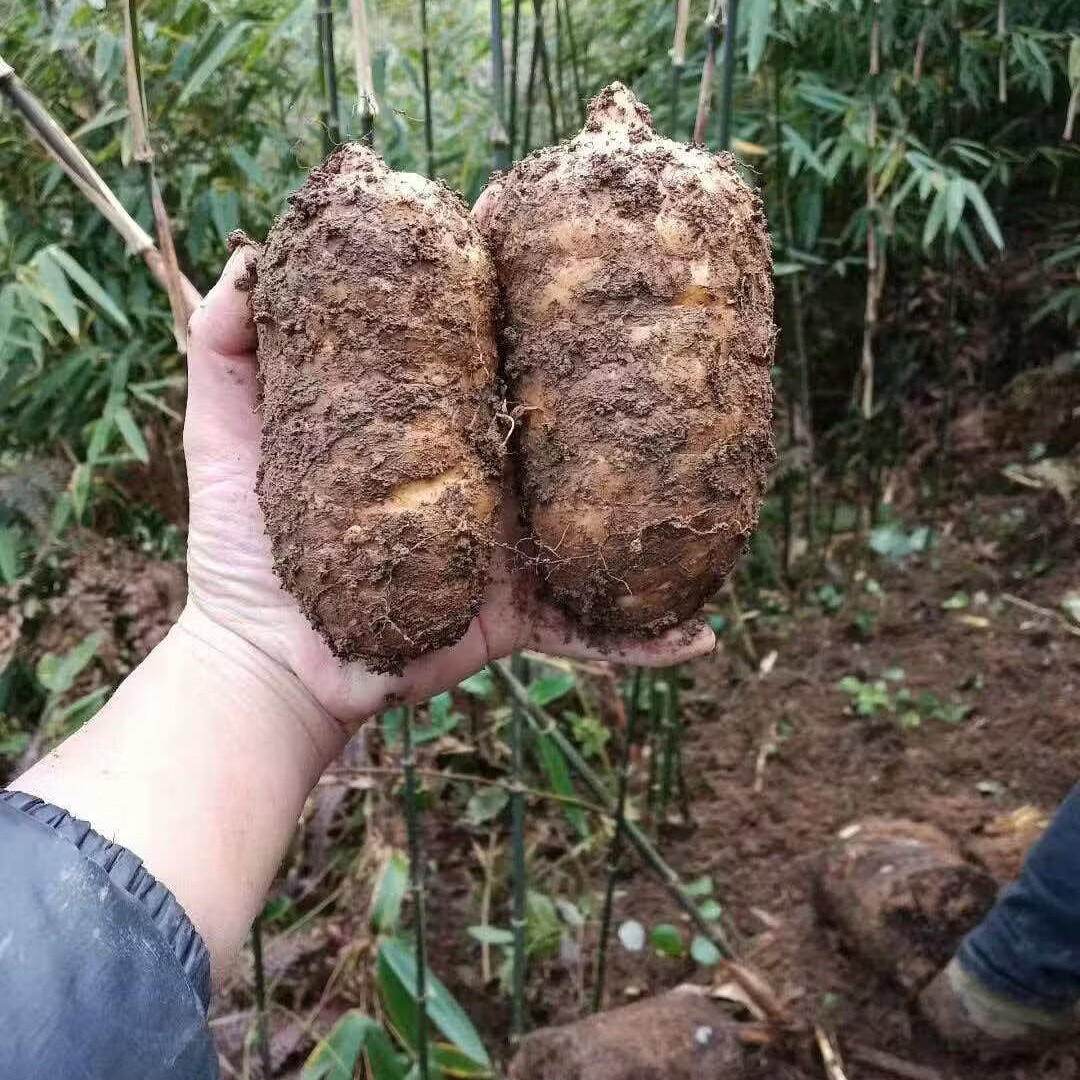 云南新鲜乌天麻【昭通小草坝】搭正宗仿野生特级冬麻泡酒养身茶饮 【麻王5斤】1-2个/斤 2500克*1箱
