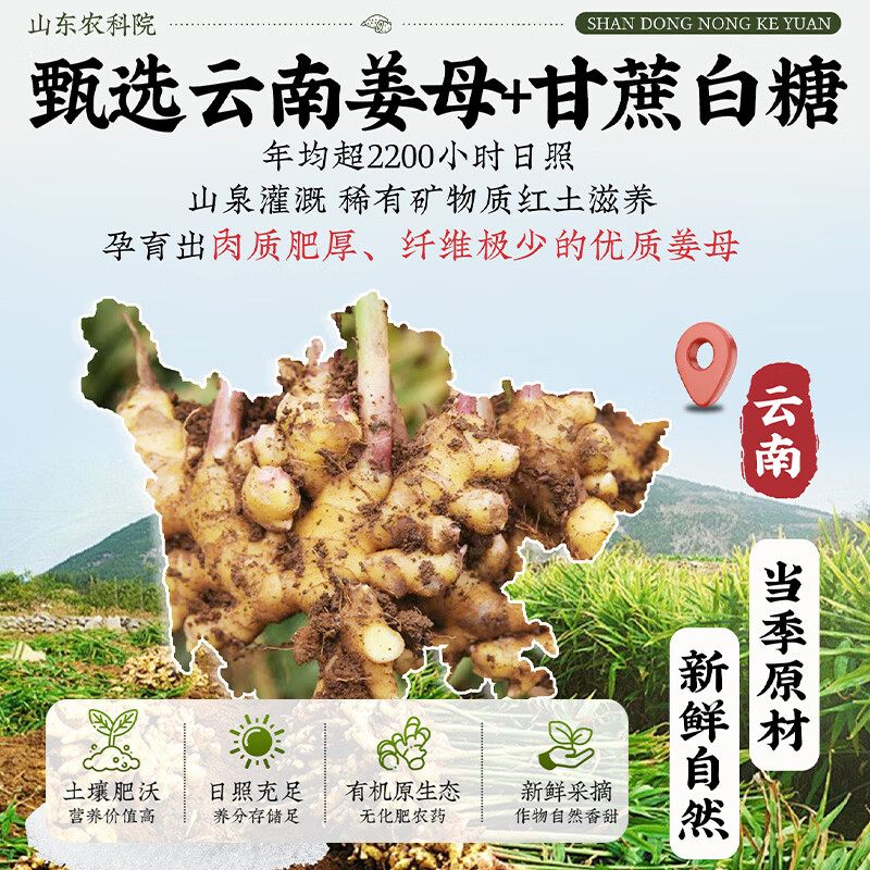 优卓白糖姜片正品特级零食即食红糖干姜糖手工正宗老姜味姜 【1罐装】白糖姜片 300g*1罐 糖姜片特级一等品无添加