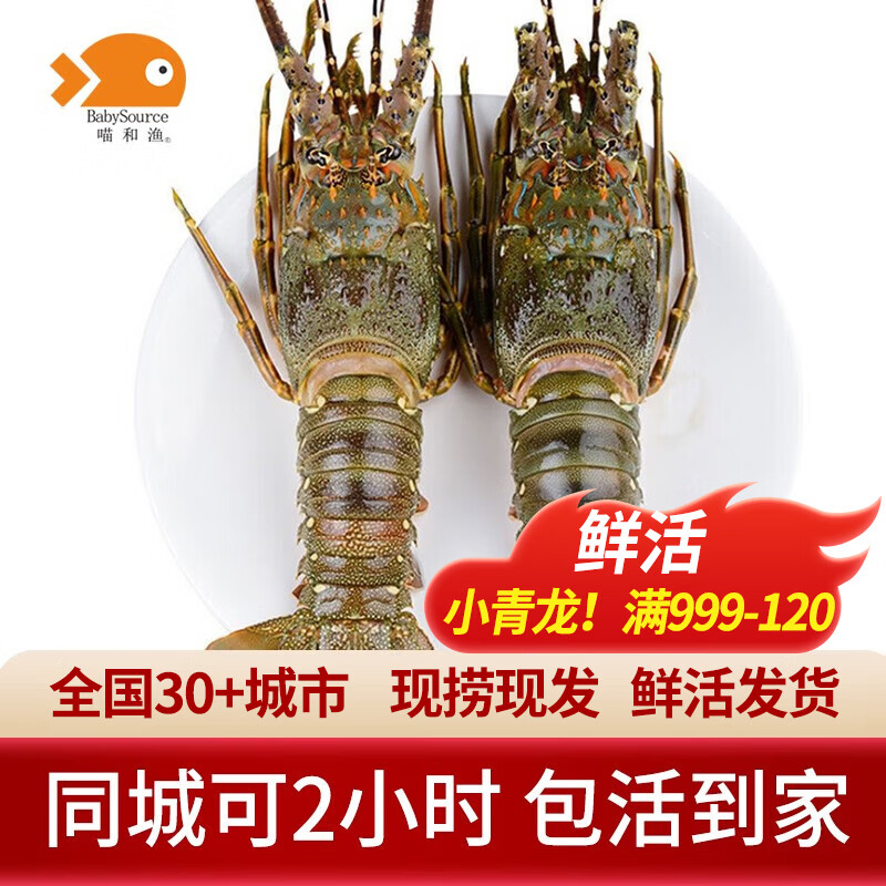 喵和渔鲜活小青龙印尼大龙虾 青龙虾 虾类活虾青龙仔生鲜海鲜 净重（6-7两/2只）