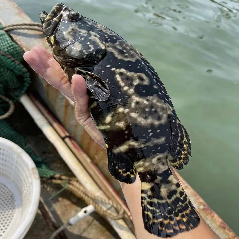 潮海堂海捕石斑鱼冷冻龙胆珍珠斑鱼斑鱼海鲜新鲜速冻可烤鱼生鲜鱼类海鲜 500g-600g/条（净重） 石斑鱼