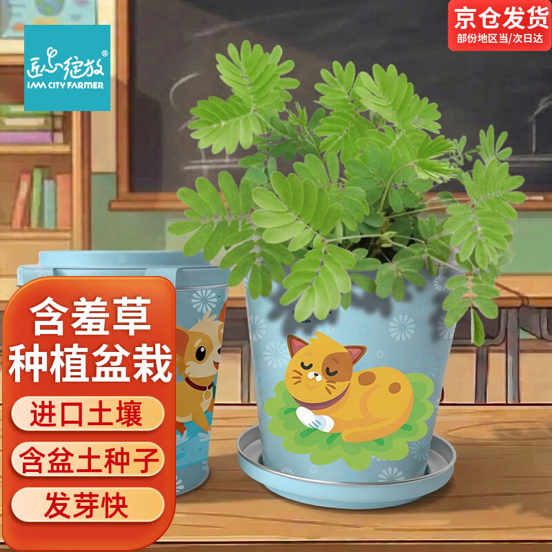 IAM City Farmer含羞草迷你盆栽幼儿园植物儿童种植小盆栽儿童diy观察套装10026