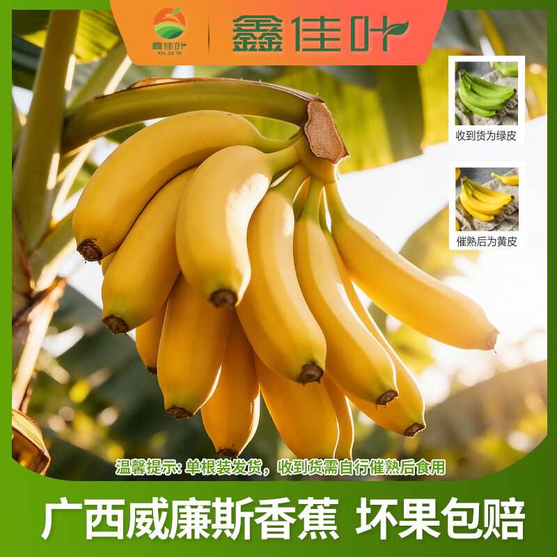 鑫佳叶广西威廉斯香蕉 单根装（需催熟） 净重4.5斤 单果100g+（单根装 收到需催熟）