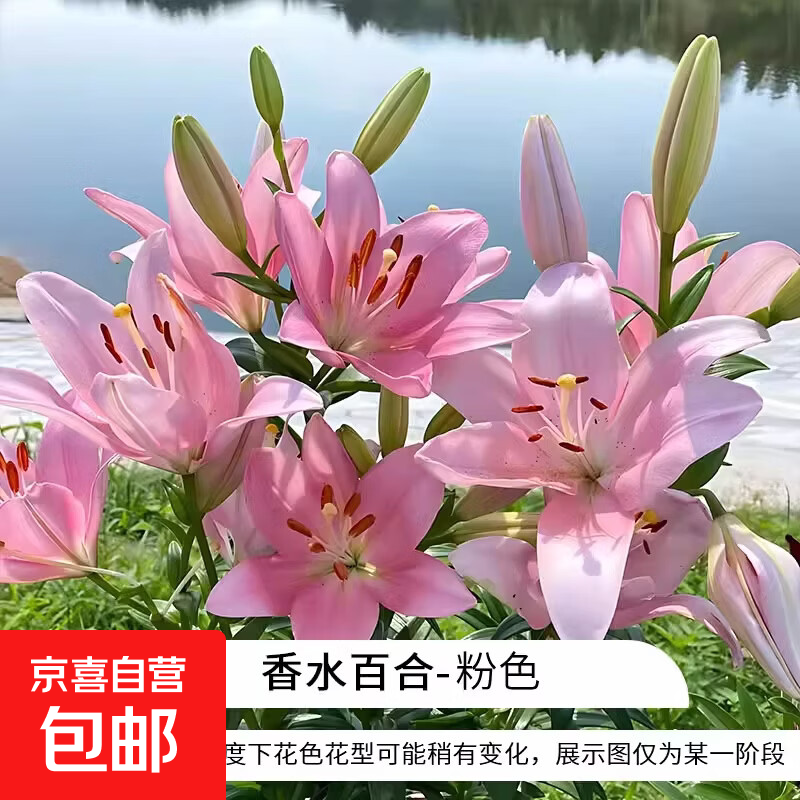 香水百合种球易活四季播种庭院阳台盆栽植物耐寒花种 百合花种球粉色5颗球 送肥料