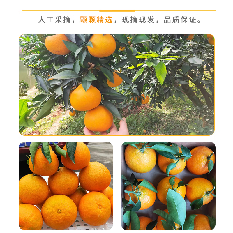 川家鲜四川高山沃柑 新鲜水果橘子礼盒爆甜沃柑  产地直发 尝鲜中果60mm+净果3斤