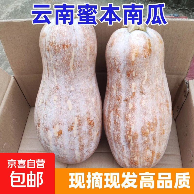 正宗云南高原蜜本南瓜甜糯老南瓜当季新鲜蔬菜产地批发整箱装包邮 【1个尝鲜装】 2斤