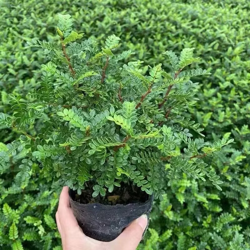 清香木胡椒木驱蚊绿植盆栽甜品装饰室内四季好养花卉叶片清香 2盆+加仑盆