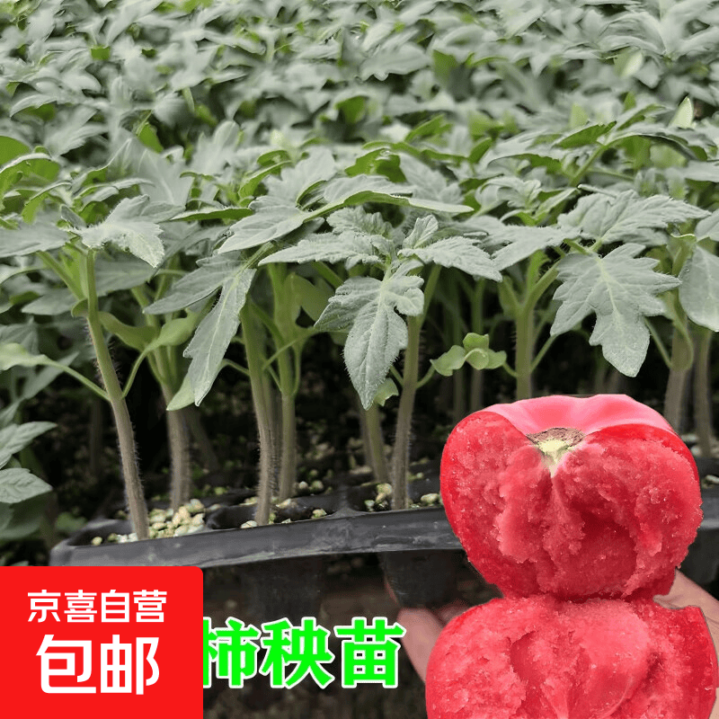 蔬菜苗秧苗大全带土辣椒苗西红柿苗番茄苗四季种植庭院阳台 沙瓤大粉西红柿苗3颗带土球