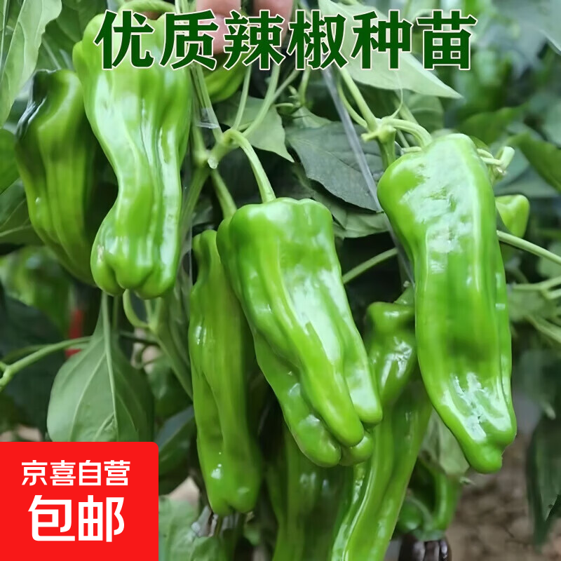 蔬菜苗秧苗大全带土辣椒苗西红柿苗番茄苗四季种植庭院阳台 微辣薄皮青椒苗3颗带土球