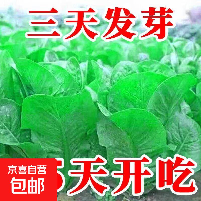 孔雀菜种春秋四季种耐热孔雀菜种子盆栽地栽生菜家庭阳台蔬菜种子 孔雀菜种子1包【贵在运费】