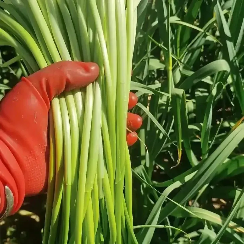 大凉山本地香蒜苔新鲜现摘嫩蒜苔农家自种白帽蒜薹苔露天蒜台蒜苗 9斤