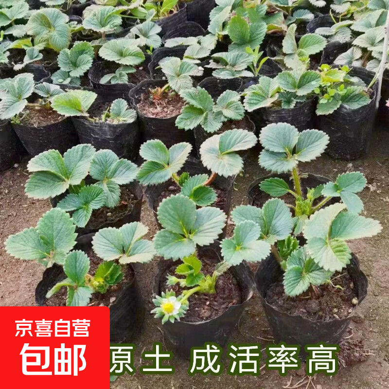 四季奶油草莓苗盆栽带花带果草莓种苗南北方阳台四季种植室内盆栽 黑色育苗杯/1盆【不带果】送肥料