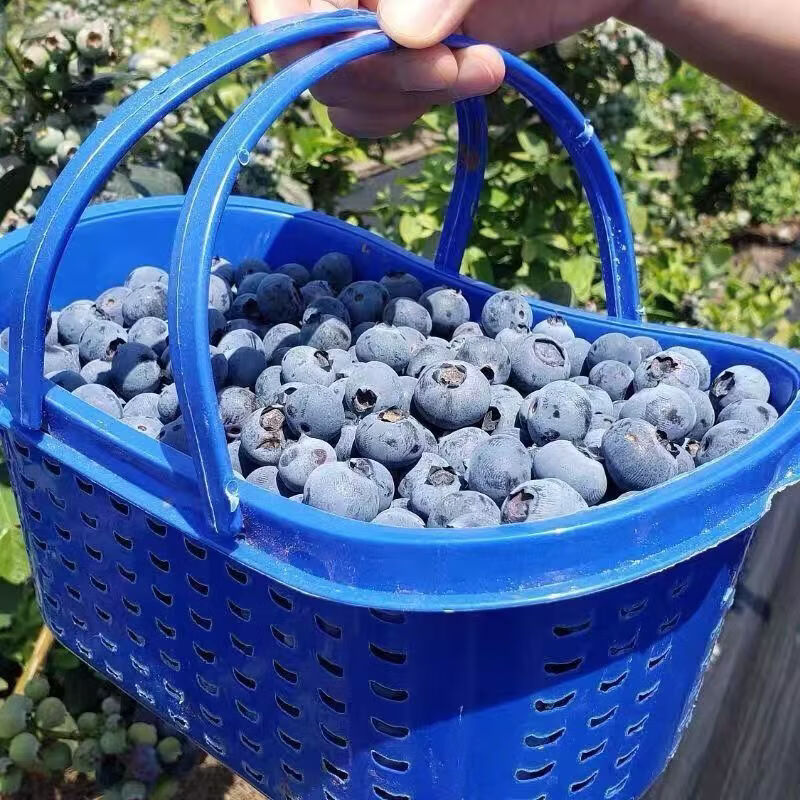 千园九味L25花香蓝莓新鲜蓝莓鲜果盒装应当季水果现摘现发京鲜大果礼盒 6盒单盒100g【单果18mm+】