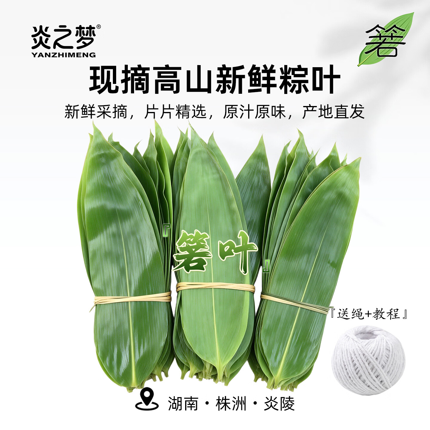 炎之梦®湖南高山粽叶新鲜现摘箬叶端午包粽子专用棕叶商用大粽叶 【大号】200片+【中号】200片（送绳+教程）